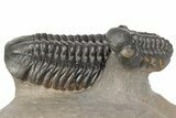 3" Zlichovaspis Trilobite With Two Reedops - Morocco - #198135-10